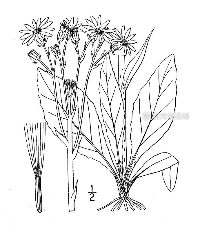 古植物学植物插图:Senecio integerrimus，全叶Groundsel